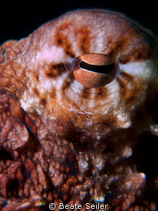 Octopus eye , taken with Canon G10 and UCL165 by Beate Seiler 